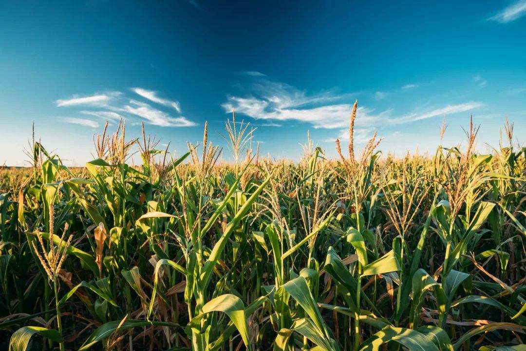极精微 ▎中国玉米收抛储情况及谷物政策